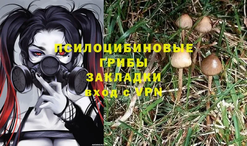 Галлюциногенные грибы Psilocybe  Дальнереченск 